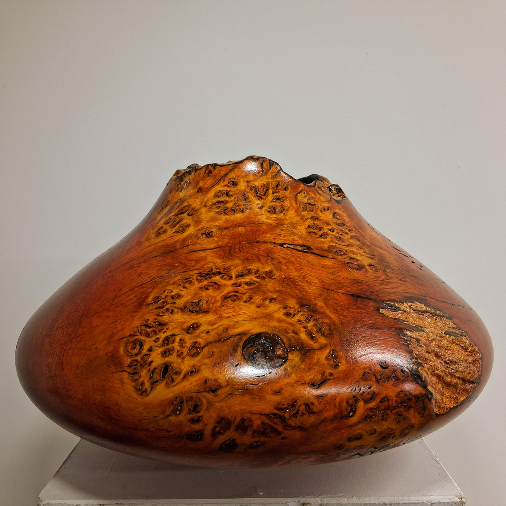 Coloured Pippy Cats Paws Burr Oak Hollow Form Pot