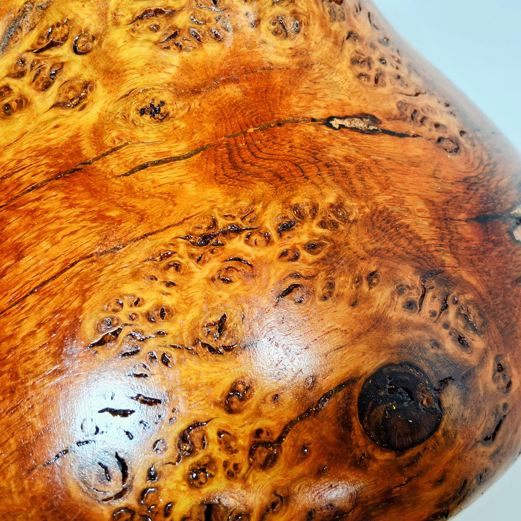 Coloured Pippy Cats Paws Burr Oak Hollow Form Pot