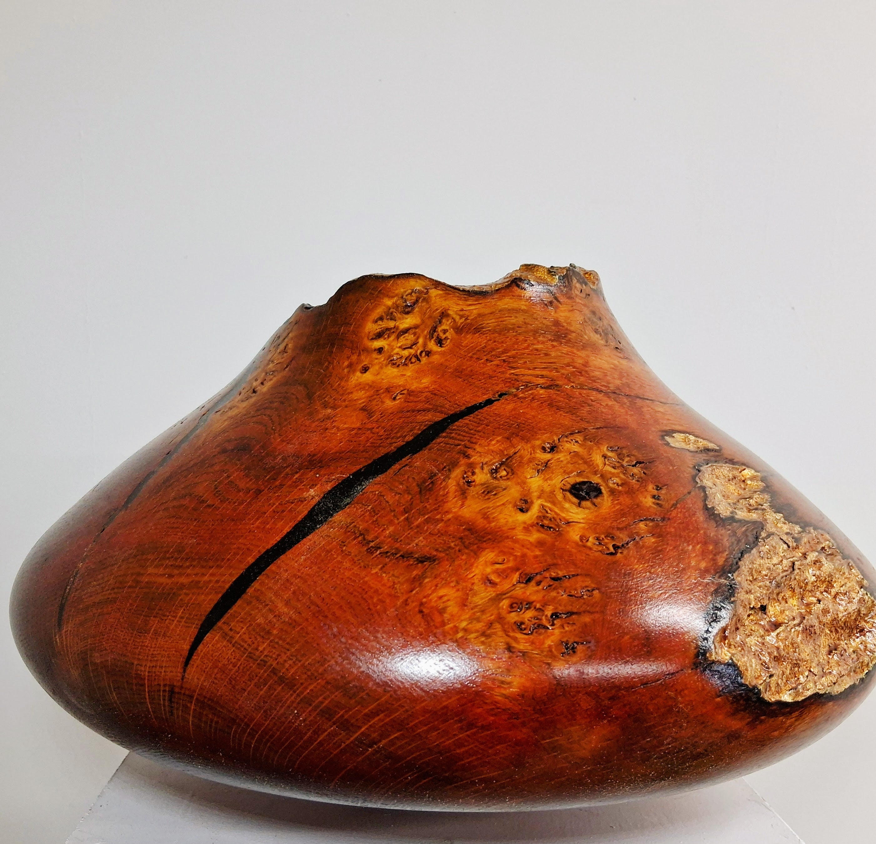 Coloured Pippy Cats Paws Burr Oak Hollow Form Pot